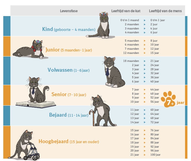 Hoe oud is een kat in mensenjaren? | Cat Care