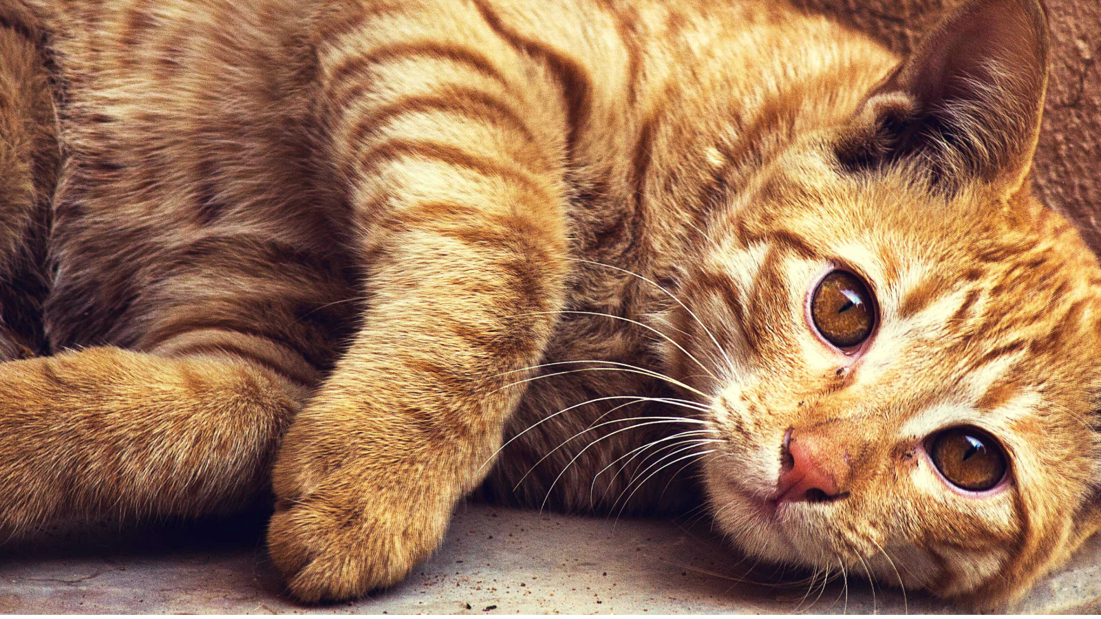 Wrak blijven eigenaar Alles over katten en kittens | Cat Care